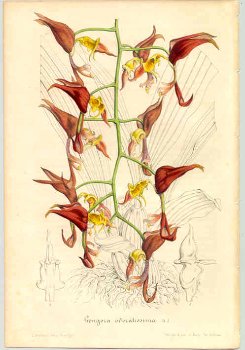 Gongora odoratissima litho publ. Van Houtte, plate 229