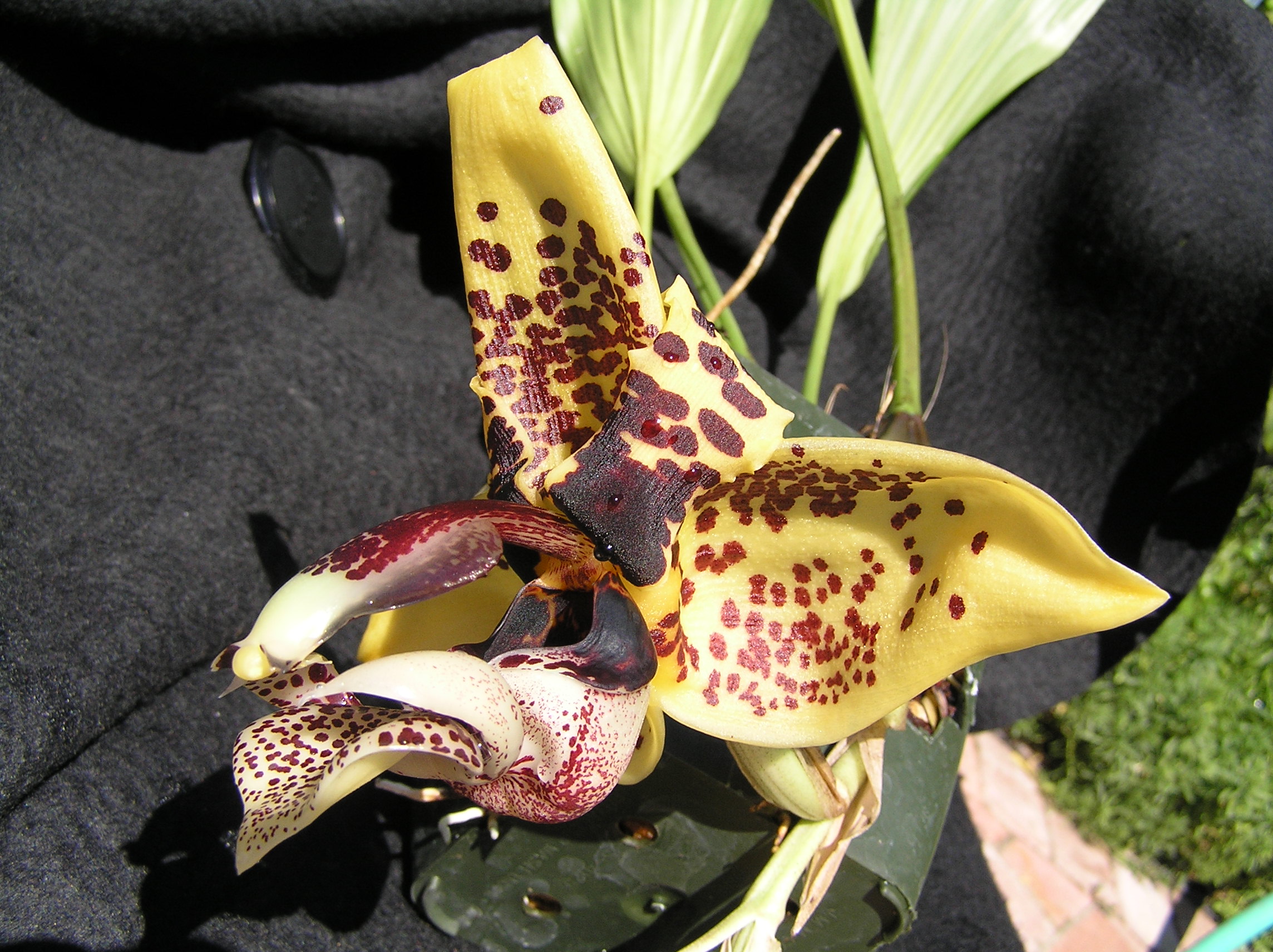 Stanhopea Hidden Agenda 'April Fool'; photo by Doug Pulley