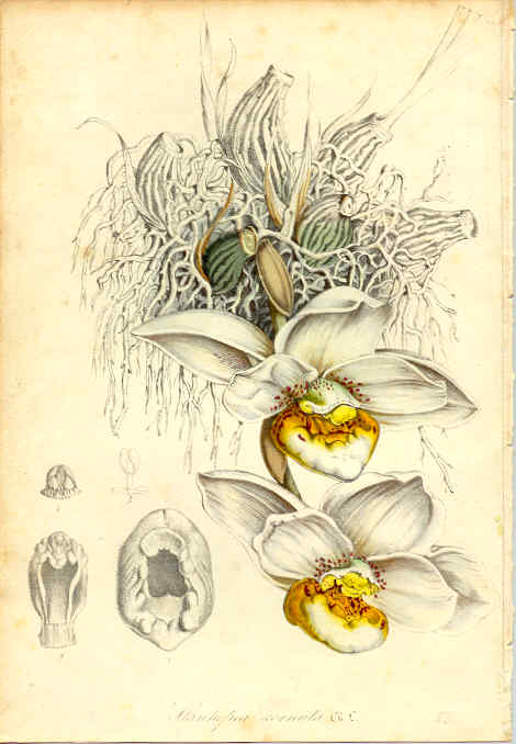 Stanhopea ecornuta, Van Houtte litho, Series I