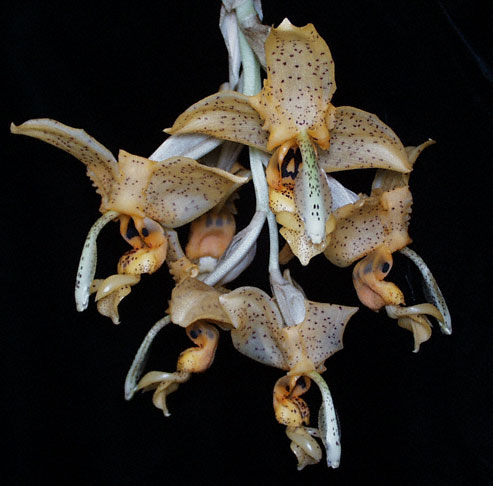Photo of Stanhopea florida inflorescence by Troy Meyers