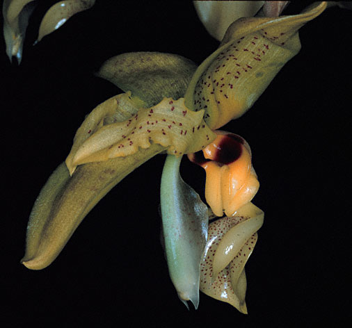 Stanhopea greerii, photo by Troy Meyers