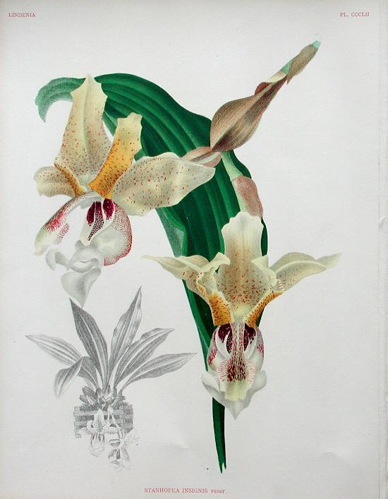 Stanhopea insignis from Lindenia, 1889