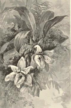 Stanhopea martiana illustration by Paul DeLongpre