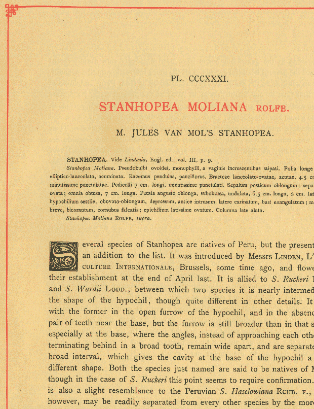 Stanhopea moliana text