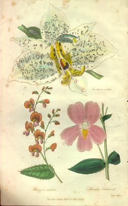Stanhopea oculata by C.W. Harrison, 1838