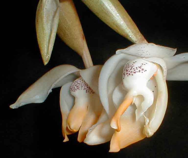 Stanhopea tricornis subsp. stenochila, photo by Pedro Glucksmann