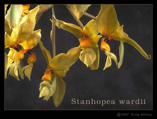 Stanhopea wardii by Greg Allikas