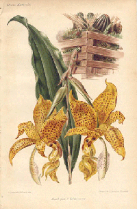 1896 Chromolithograph of Stanhopea Bellearensis